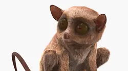 Seated Tarsier Fur for Maya 3D model