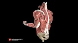 Shoulder- Rotator Cuff: Int/Ext Rotation - Male
