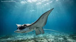 Spotted Eagle Ray Swim Animated Rigged For Maya 3D model