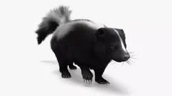 Striped Skunk Wild Animal Walk Fur Animated Rigged For Blender 3D model