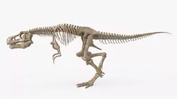 T-Rex Skeleton Rigged For Blender Animated Set 3D model