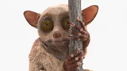 Tarsier Clinging Tree Branch Fur for Cinema 4D 3D model