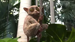 Tarsier Clinging Tree Branch Fur for Maya 3D model