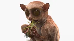 Tarsier Eating Grasshopper Fur for Maya 3D model