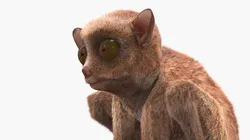 Tarsier Fur for Cinema 4D 3D model