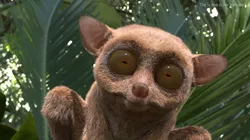 Tarsier Fur for Maya 3D model