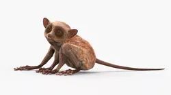 Tarsier Fur Rigged for Cinema 4D 3D model
