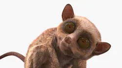Tarsier Monkey in Tilted Head Pose Fur for Cinema 4D 3D model