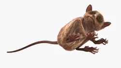 Tarsier Monkey in Tilted Head Pose Fur for Maya 3D model