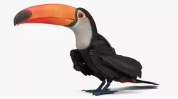 Toco Toucan Cleaning Body Fur Animated Rigged For Maya 3D model