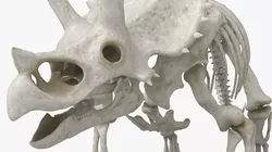 Triceratops Skeleton Attack Animated Rigged For Maya 3D model