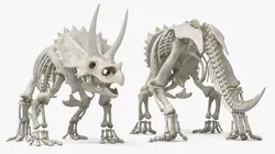 Triceratops Skeleton Rigged For Maya 3D model