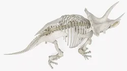 Triceratops Skeleton Walk Animated Rigged For Maya 3D model