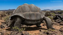 Turtle Chelonoidis Niger Hiding Animated Rigged for Maya 3D model