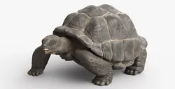 Turtle Chelonoidis Niger Set Animated Rigged For Maya 3D model