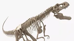 Tyrannosaurus Rex Fossil Skeleton Animated Rigged For Blender 3D model