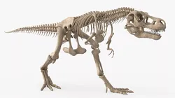 Tyrannosaurus Rex Skeleton Rigged For Blender 3D model