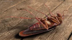 Urban Sewer Cockroach Insect Death Animated Rigged For Blender 3D model