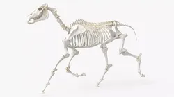 Walking Anatomical Equine Bone Animated Rigged For Blender 3D model