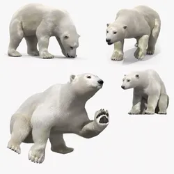 White Polar Bear Fur Set Animated Rigged For Maya 3D model