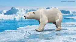 White Polar Bear Walk Fur Animated Rigged For Maya 3D model
