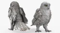 Wild Snowy Owl Idle Animated Rigged For Blender 3D model