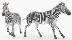 Wild Zebra African Running Animated Fur Rigged For Blender 3D model