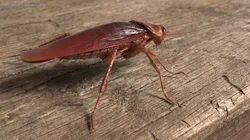 Winged Cockroach Insect Walking Animated Rigged For Blender 3D model