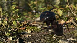 Worker Ant Fur Rigged For Blender 3D model