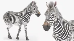 Zebra Wildlife Animal Walking Animated Fur Rigged For Blender 3D model