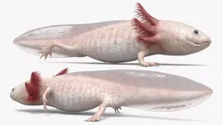 Albino Axolotl Set Animated Rigged For Maya 3D model