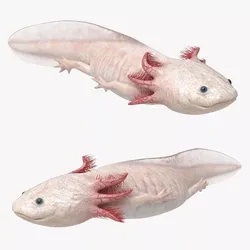 Albino Axolotl Swim Animated Rigged For Maya 3D model