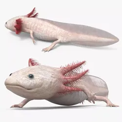 Albino Axolotl Walk Animated Rigged For Maya 3D model