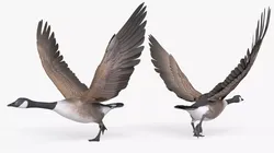 Anatidae Goose Takeoff Animated Rigged For Blender 3D model