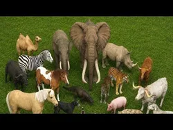 Animal pack 32 Low-poly 3D model