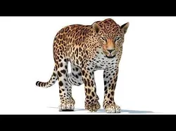 Animated Sri Lankan Leopard Low-poly 3D model
