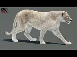 Animated White Lioness Fur 3D model