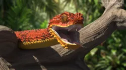 Atheris Hispida Bush Viper Red 3D model