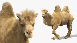 Bactrian Camel Fur Rigged for Maya 3D model