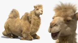 Bactrian Camel Fur Sit Down Animated Rigged for Maya 3D model