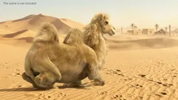 Bactrian Camel Fur Walking Animated Rigged for Maya 3D model