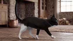 Bicolor Domestic Cat Rigged for Maya 3D model