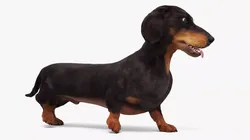 Black Dachshund Dog Idle Fur Animated Rigged for Maya 3D model