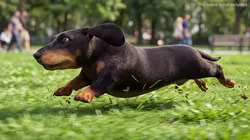 Black Dachshund Running Fur Animated Rigged for Maya 3D model