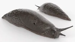 Black Slug for Blender 3D model
