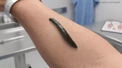 Bloodfeeding Leech Animated Rigged For Blender 3D model