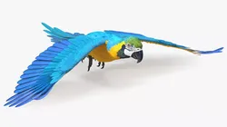Blue and Yellow Macaw Flying Pose 3D model
