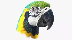 Blue and Yellow Macaw Head 3D model