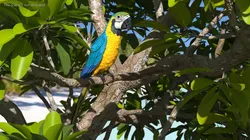 Blue and Yellow Macaw Parrot Perched Pose 3D model