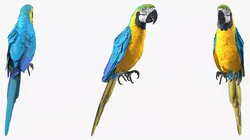 Blue and Yellow Macaw Parrot Perched Pose 3D model
